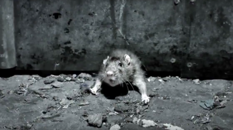 Ah rats! Infestations soar in posh Stockholm neighborhoods as poison fails