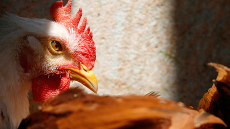 Antibiotic-resistant bugs in British supermarket chicken reach record levels