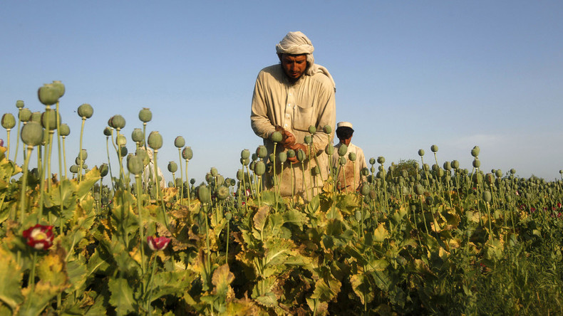 Opium growth in Afghanistan soars, eradication close to zero – UN
