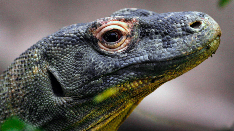 Dragon strike: Komodo monitor stalks squirrel after rodent tumbles into ...