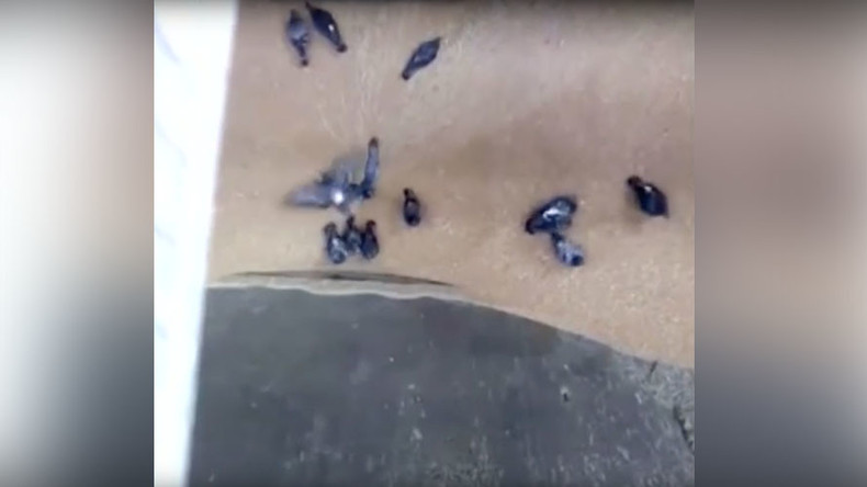 Darwin Awards for birds? Pigeons getting sucked in by industrial grain mill in Russia (VIDEO)