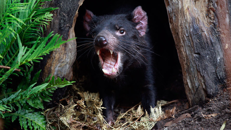 Tasmanian devil’s milk could be key to combating drug-resistant superbugs – study
