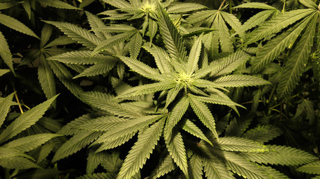 Selling marijuana to cancer patients may land Danish couple in jail for 10 yrs