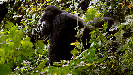 Trump's climate change denialism portends dark days, climate researchers say