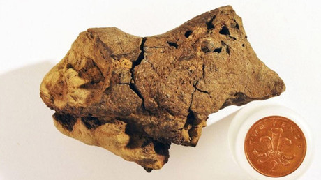 133m year old dinosaur brain discovered on UK beach