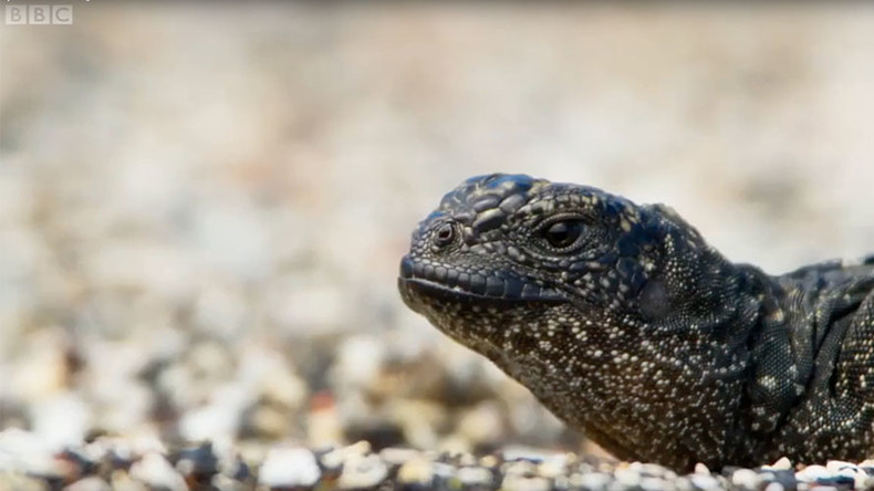 Lizard battles onslaught of snakes in nerve-shredding death chase (VIDEO)
