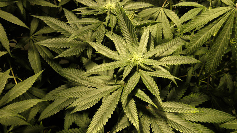 States across US, including Florida and California, vote to legalize marijuana