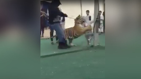  Little girl attacked by tiger in Saudi Arabian market (VIDEO)
