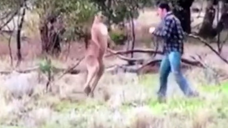 Down, sport! Man fights kangaroo to save dog’s life