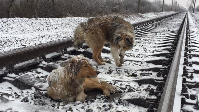 Dog spends 2 days on frozen rail-tracks trying to save injured pal (PHOTOS, VIDEO)