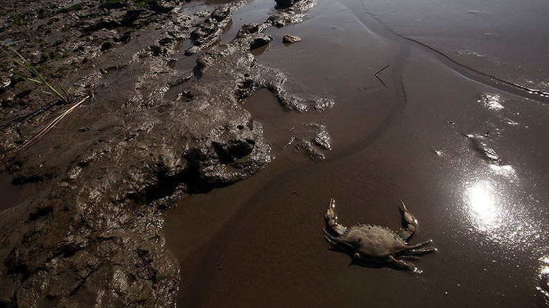 1,000s of sea creatures wash up in Canada, no-one knows why