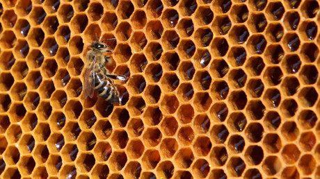 What’s killing the world’s bees? New study claims a surprising culprit