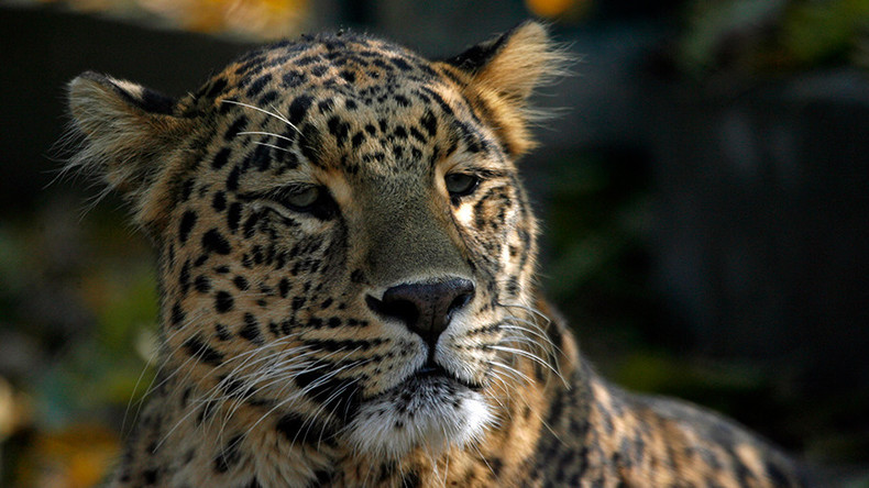 Wild leopard wreaks havoc in Indian town, one man injured