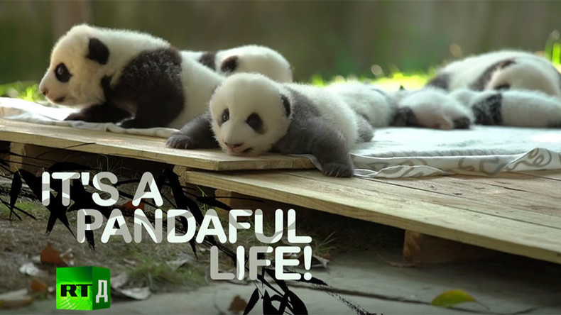 Sex ed classes, romantic dates set for pandas in China to prevent extinction (DOCUMENTARY)