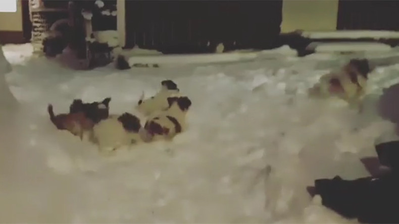 Rescue puppies see snow for first time, netizens’ hearts melt (VIDEOS)