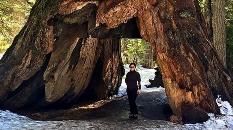 Iconic 1,000yo California tree falls victim to winter storm (PHOTOS)