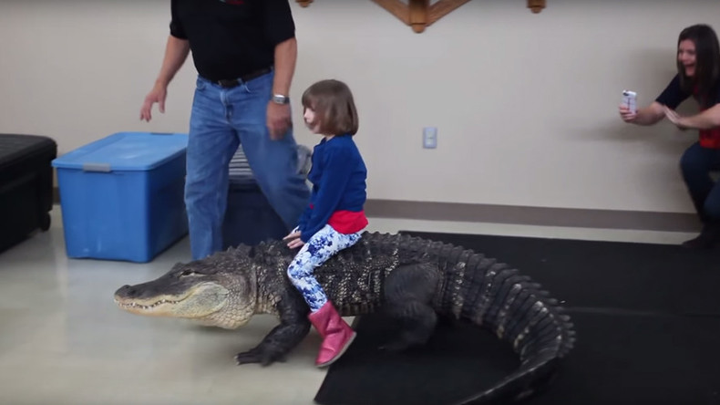Gator rodeo: Girl allowed to ride 8ft alligator’s back as mother films (VIDEO)