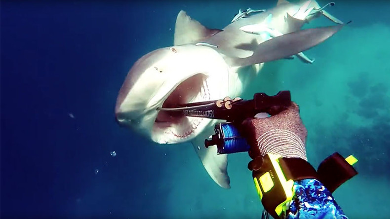 Spear me the details: Terrifying shark impaled by fisherman in vicious attack (VIDEO)