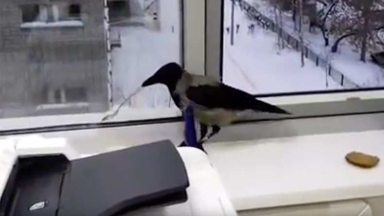 What crow wants, crow gets: Bird outsmarts office workers (VIDEO)
