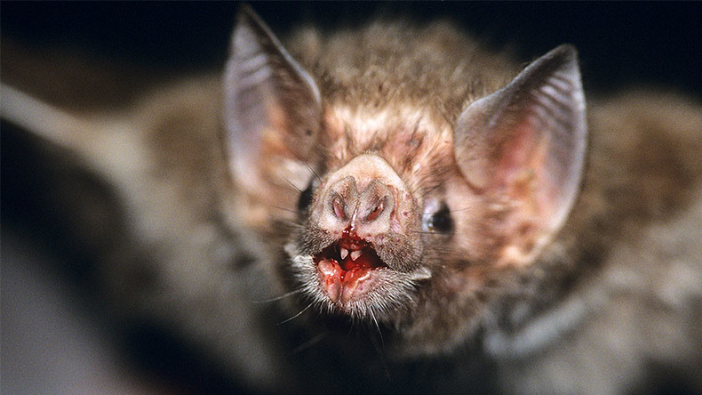 Vampire bats developing taste for human blood – study