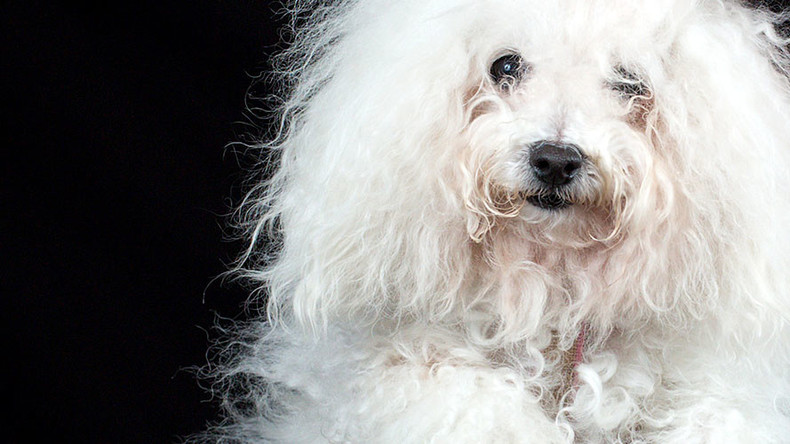 Dropped dog dead: Owner abandons pet outside Russian airport, where it freezes to death