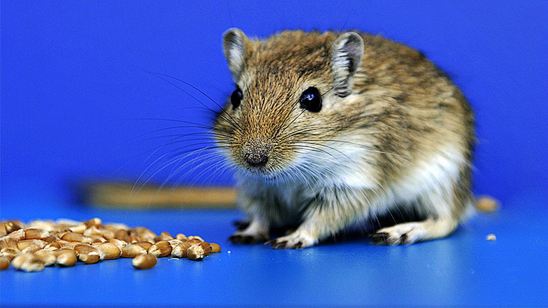 Mind control lasers turn mice into killer rodents with the flip of a switch
