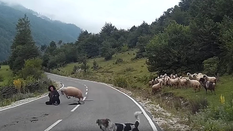 Ram chop? Sheep goes beserk, brutally cuts down shepherd on mountain road (VIDEO)