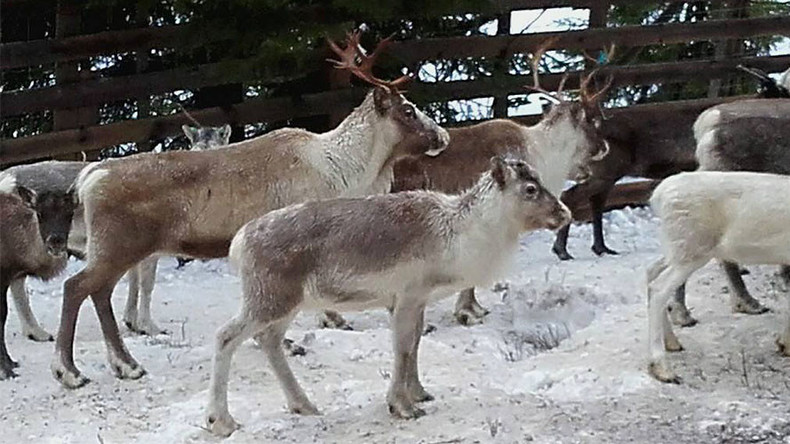 Norwegian preschoolers taken to watch reindeer being slaughtered, skinned (GRAPHIC PHOTOS)