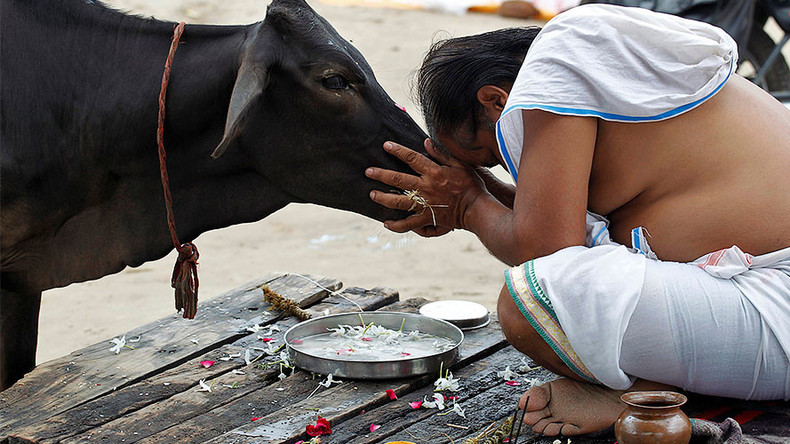 Indian minister slammed for taboo comments on cows