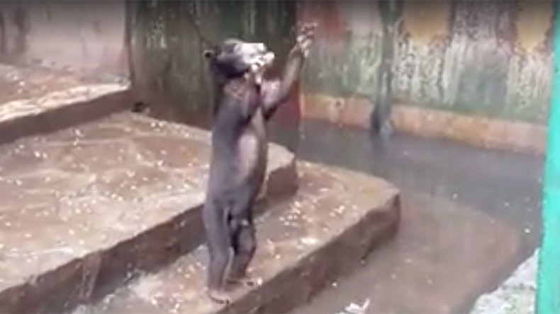 Starving bears beg for food at Indonesian zoo in heartbreaking footage (VIDEO)