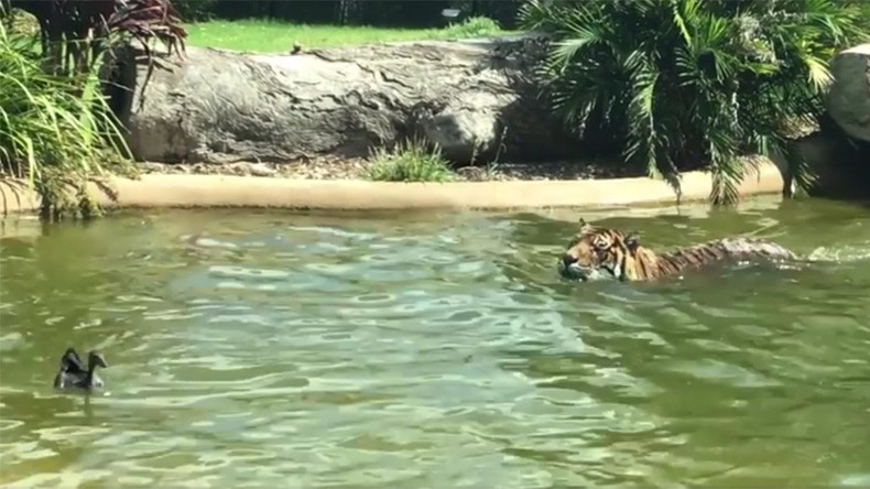 Mighty ducks: Plucky bird outsmarts furious Tiger (VIDEO)