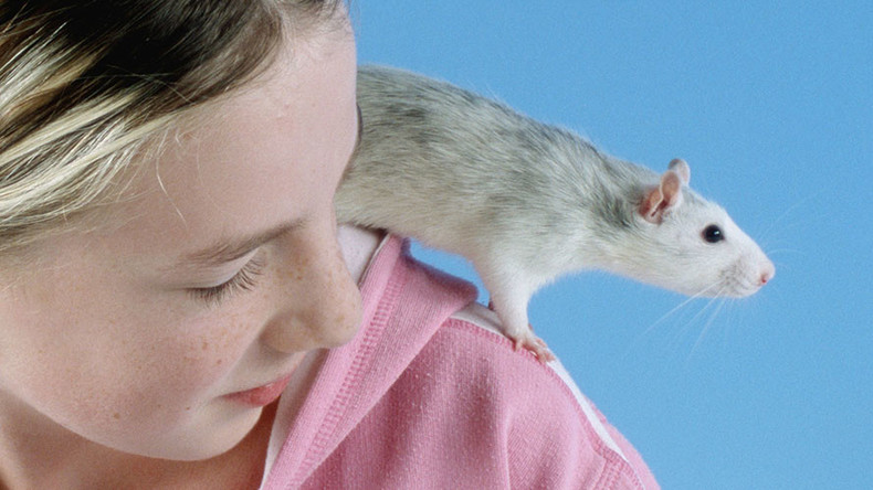 Rare rat virus sickens 8 people in Illinois & Wisconsin