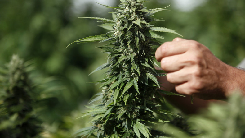 Israel may end policy of weeding out marijuana users for initial offenses