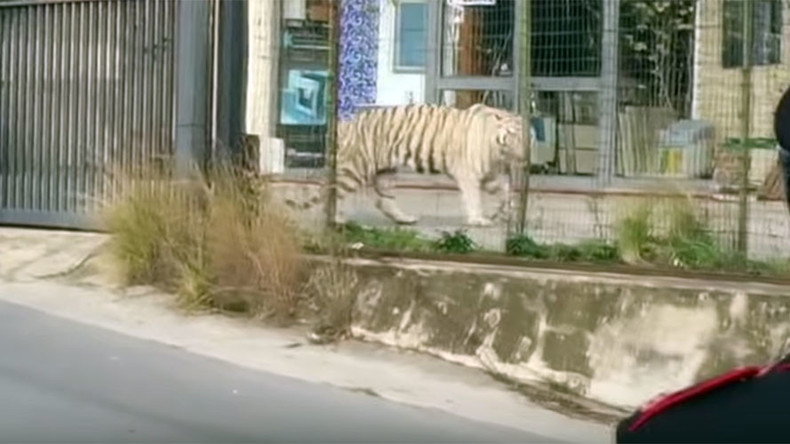 Big cat on the loose: Tiger terrifies Sicilian city in bizarre circus escape (VIDEO)