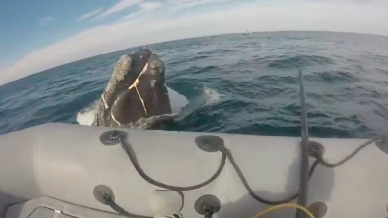 Rescuers save desperate whale trapped in massive fishing net (VIDEO)