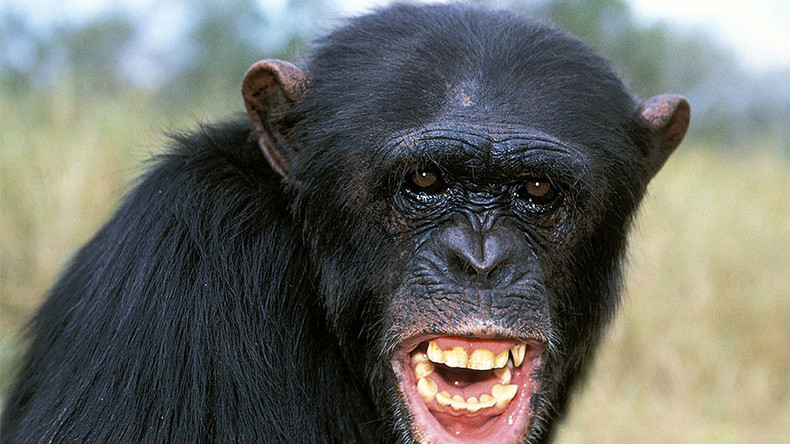 Chimps brutally kill, cannibalize former alpha male (GRAPHIC PHOTO)