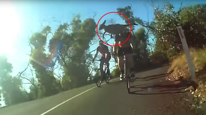 Vicious cycle: Hopping-mad kangaroo kicks cyclist in head (VIDEO)