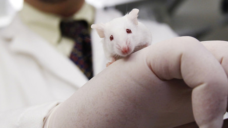 Rat-mouse interspecies transplant brings hope human organs could be grown in animals