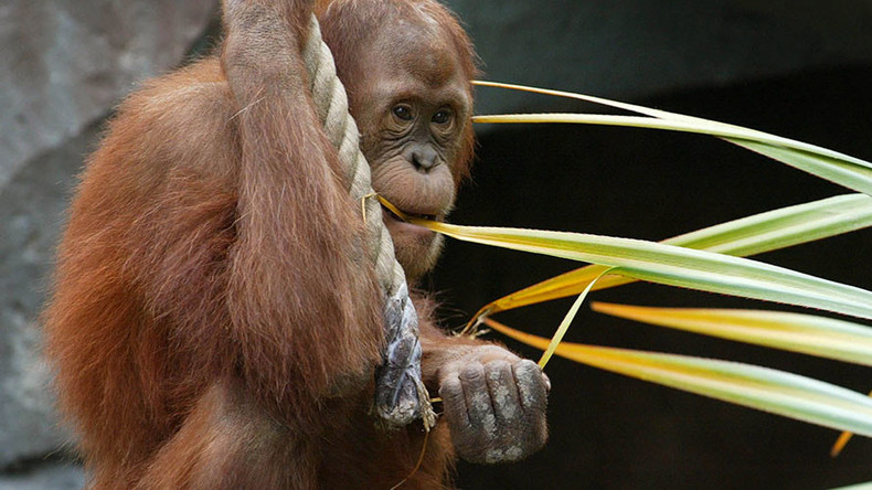 Online mating: Orangutan to use 'Tinder' at Dutch zoo