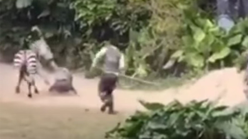Watch angry Zebra’s vicious attack on zoo worker in heart stopping video