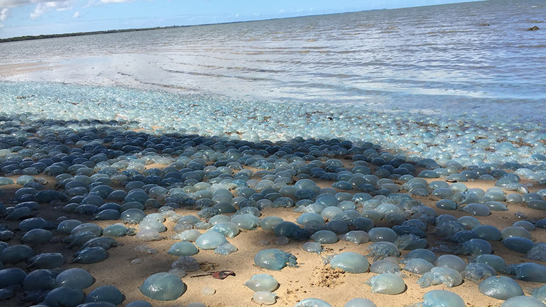 Bubble wrap beach: Thousands of blue jellyfish invade Australian shore (PHOTOS)