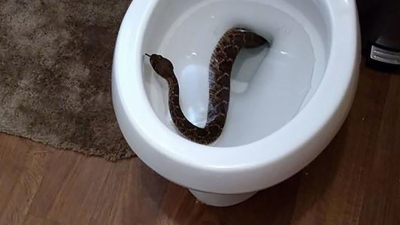 Rattlesnake discovered in toilet bowl, 23 more hiding around house (PHOTOS)