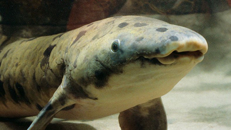 World’s oldest captive fish euthanized by Chicago aquarium