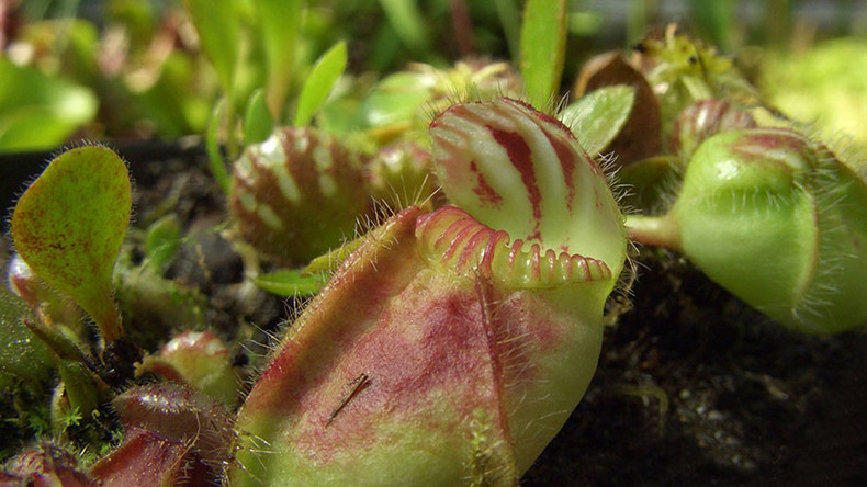 Flesh-eating plants thousands of miles apart turned carnivorous in similar ways – study 
