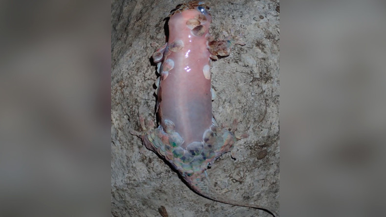 Skinchangers: Newly discovered gecko species sheds skin to evade predators