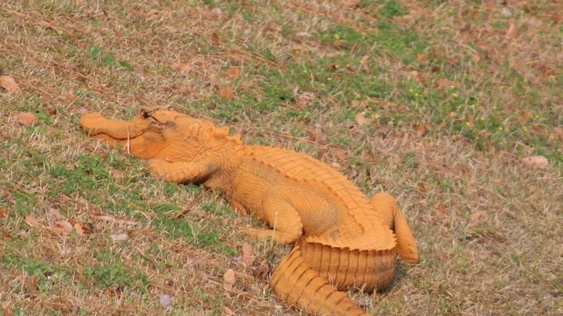 'Trumpagator’: Mysterious orange alligator gets snapped in South Carolina