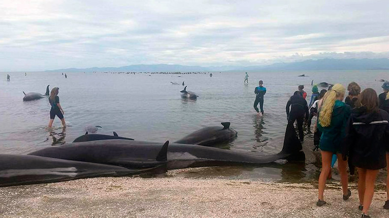 ‘Heartbreaking’: Over 300 whales die in biggest recent stranding in New Zealand (PHOTOS)