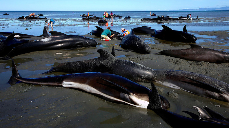 80 pilot whales rescued in epic NZ stranding, but 200 more wash up on shore (PHOTOS)