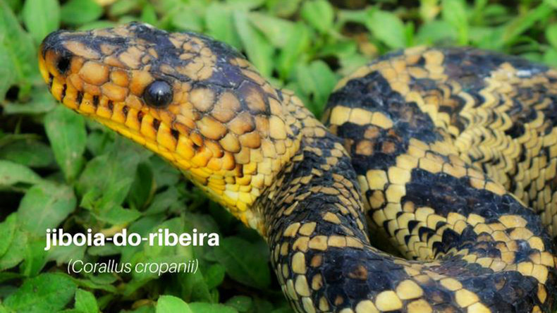 Extremely rare snake emerges in Brazil after 64-year absence 