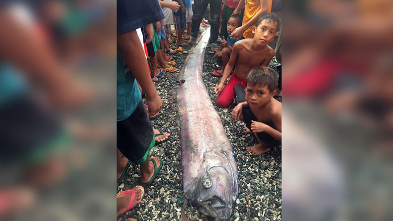 Mysterious oarfish sightings stoke earthquake fears in the Philippines (PHOTOS)